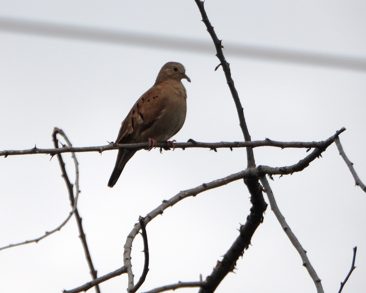 Ruddy Ground Dove - ML646116934