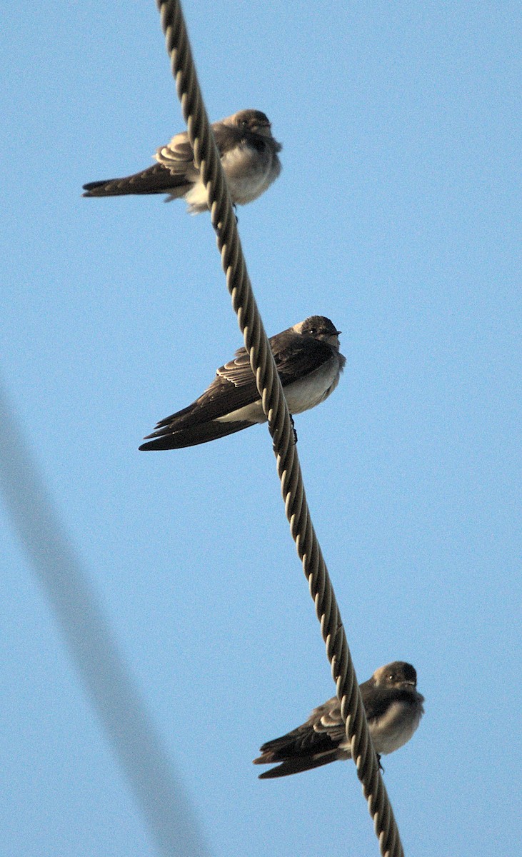 Northern Rough-winged Swallow - ML646116938