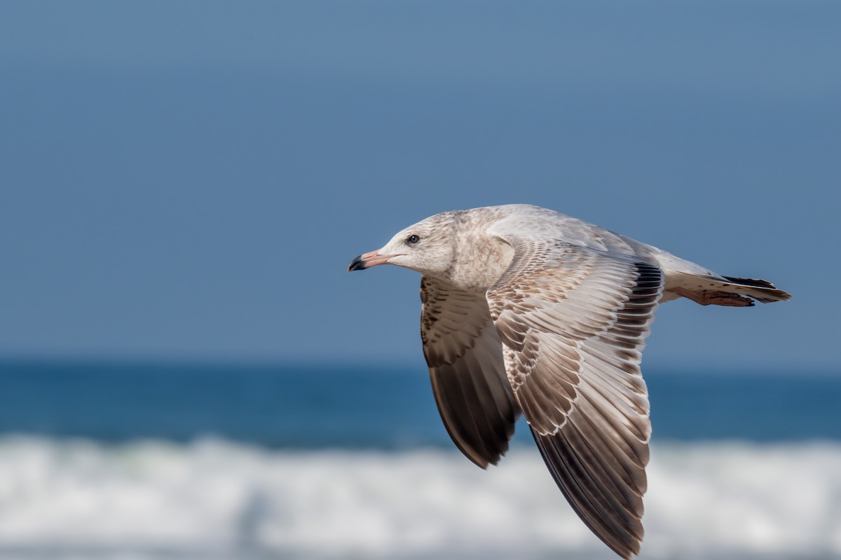 Halkalı Martı - ML646116939