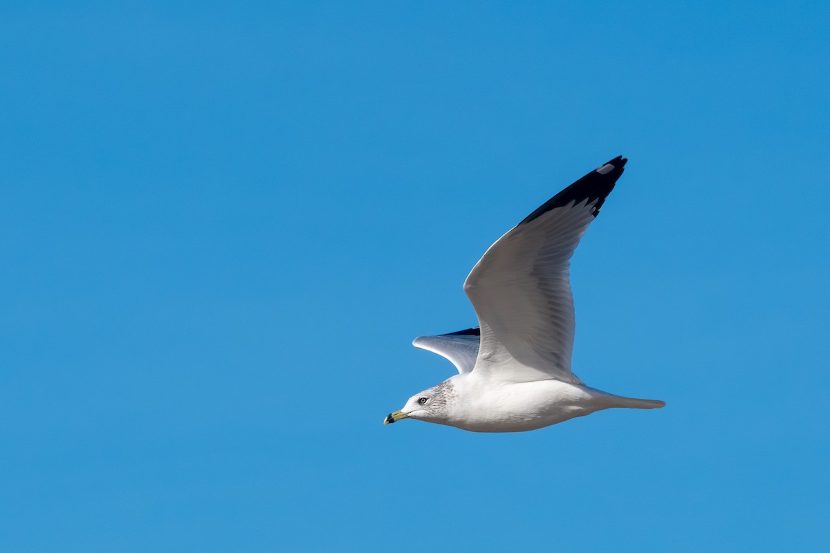 Halkalı Martı - ML646116940