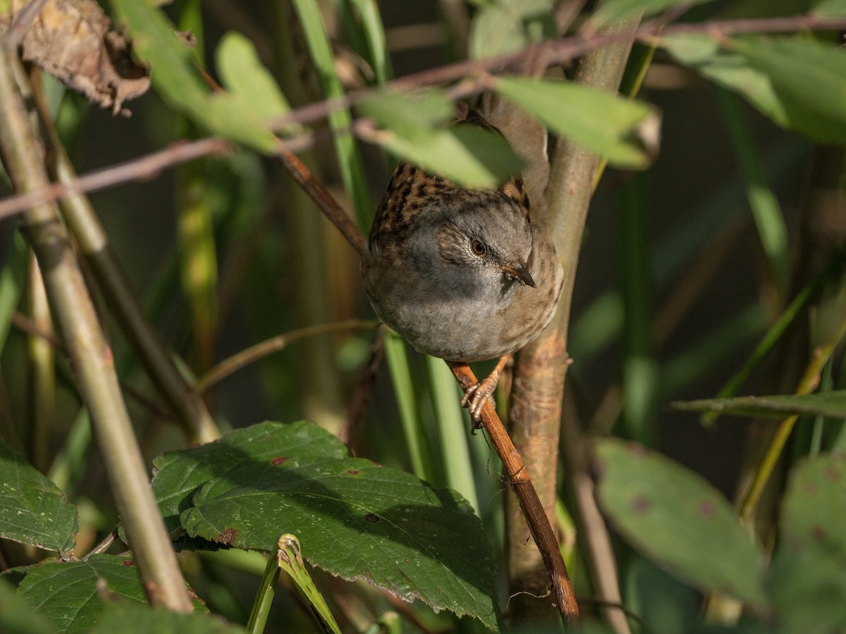 Dunnock - ML646116941
