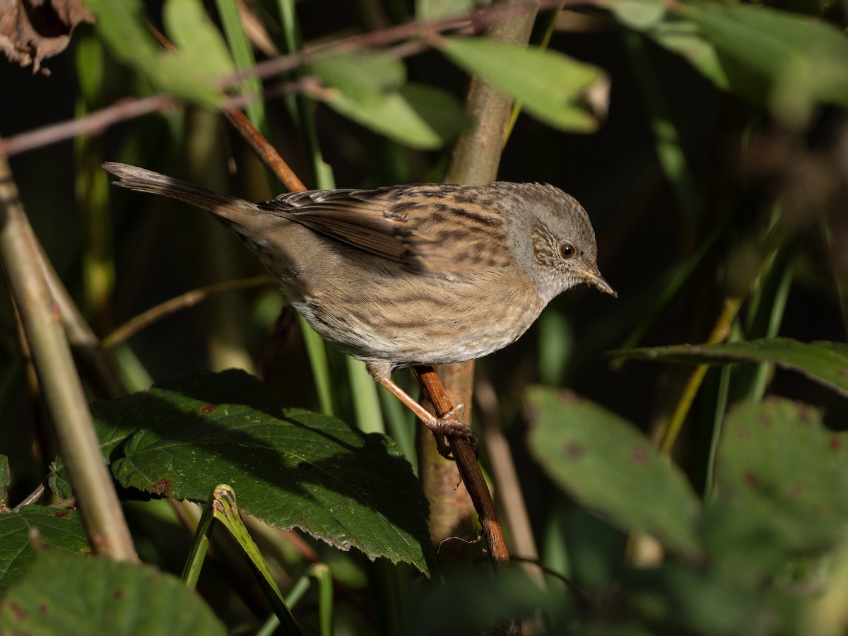 Dunnock - ML646116942