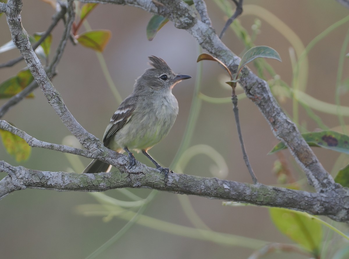 Plain-crested Elaenia - ML646116943