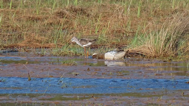 Garganey - ML646116944