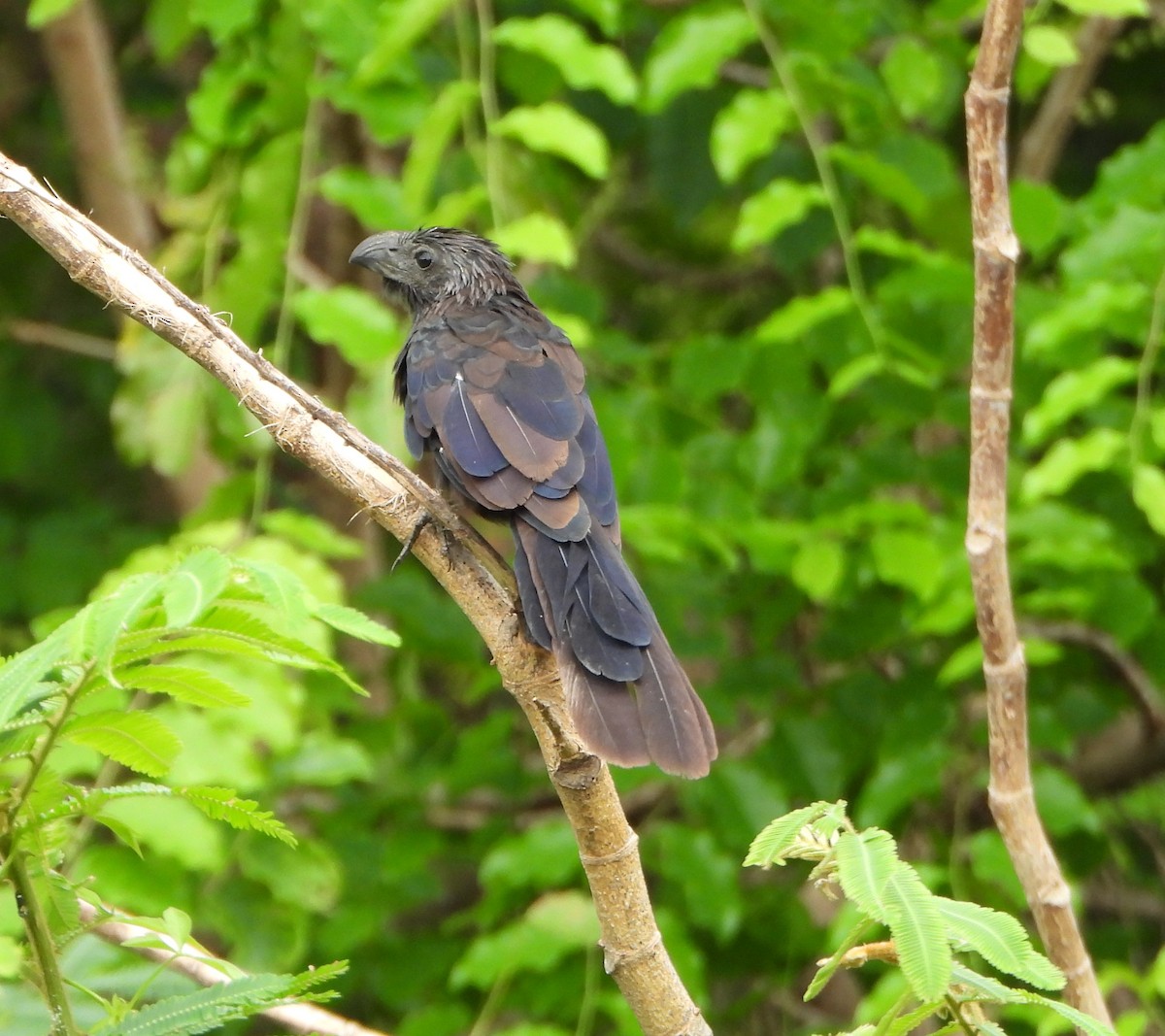 Groove-billed Ani - ML646116945