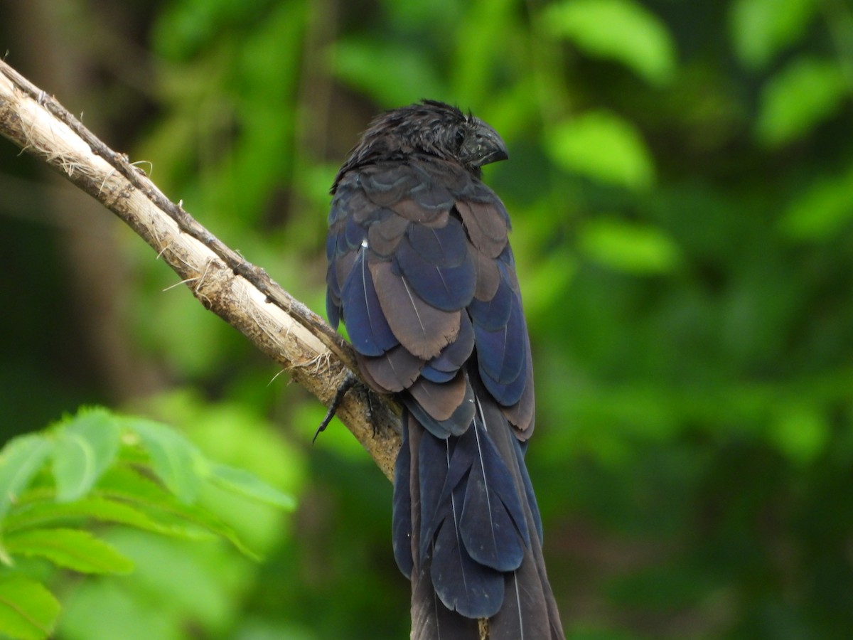 Groove-billed Ani - ML646116946