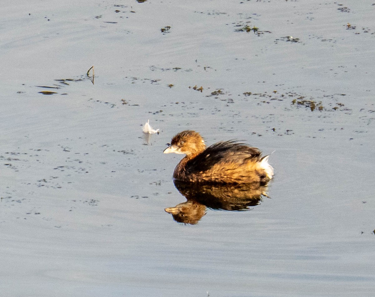 Pied-billed Grebe - ML646116947