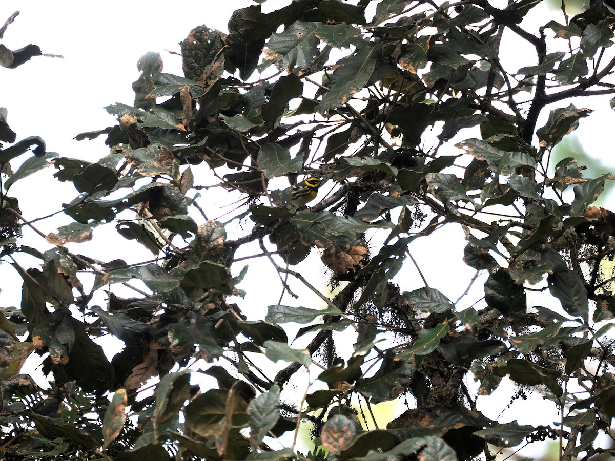 Townsend's Warbler - ML646116948