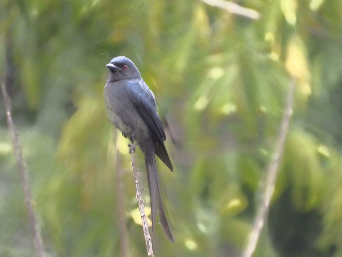 Ashy Drongo - ML646116949