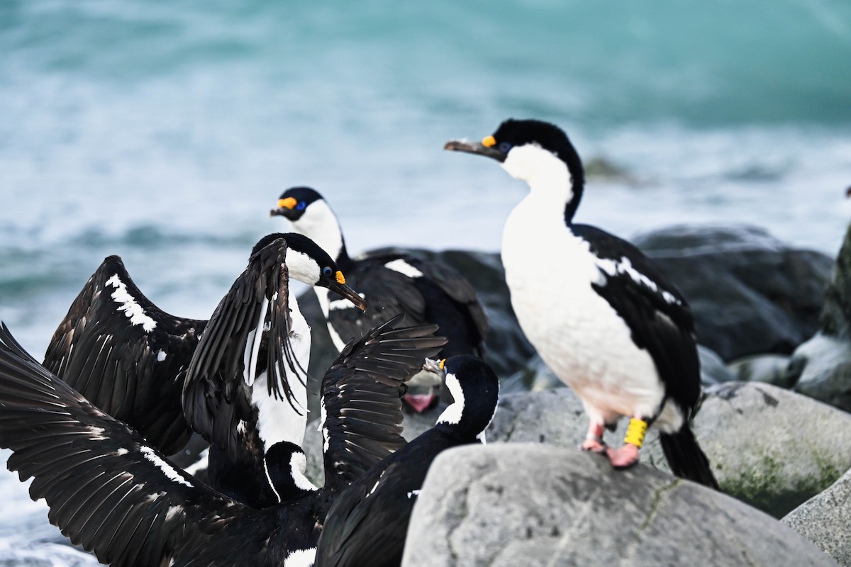 Imperial Cormorant (Antarctic) - ML646116950