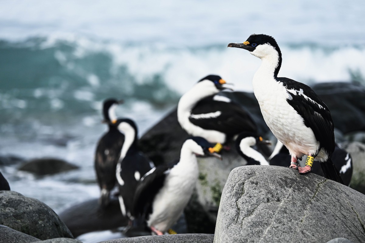 Imperial Cormorant (Antarctic) - ML646116952