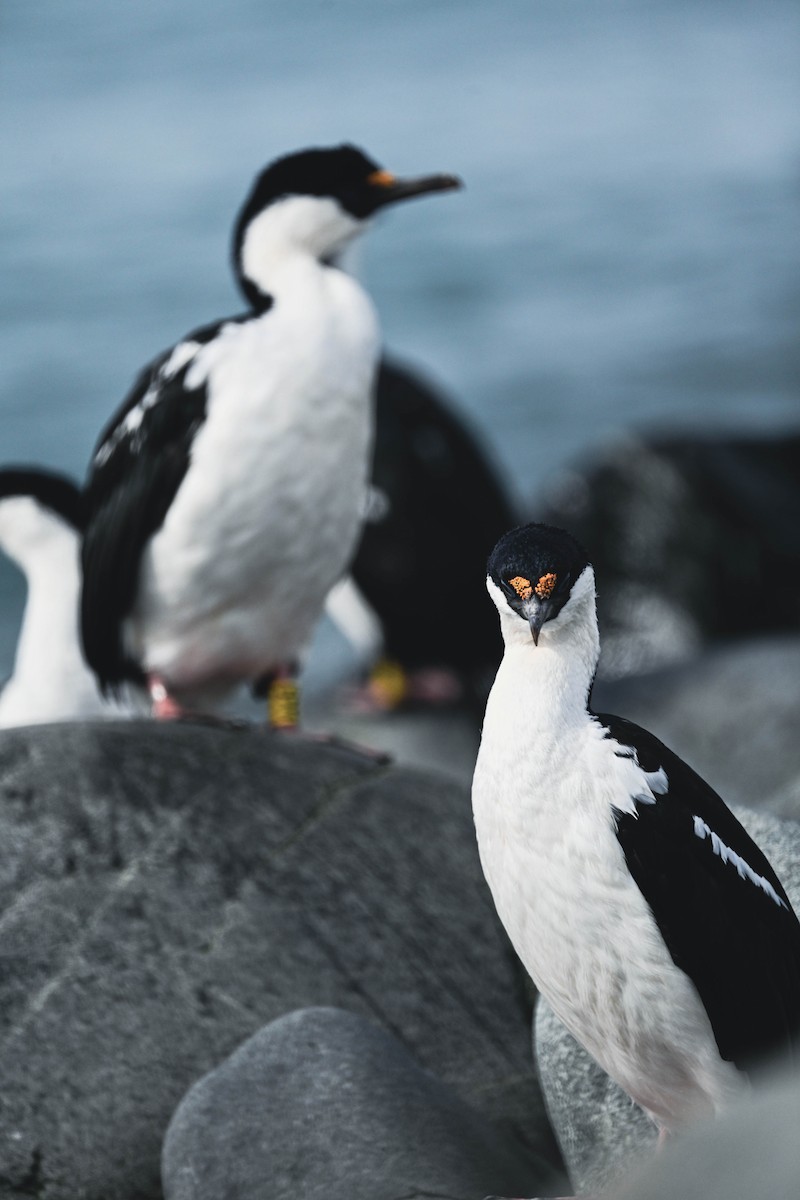 Imperial Cormorant (Antarctic) - ML646116953