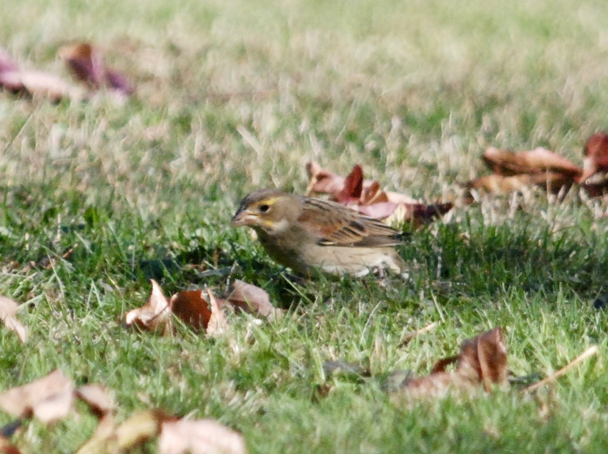 Dickcissel - ML646116959