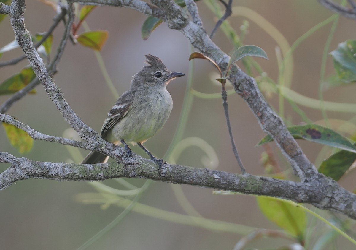 Plain-crested Elaenia - ML646116960