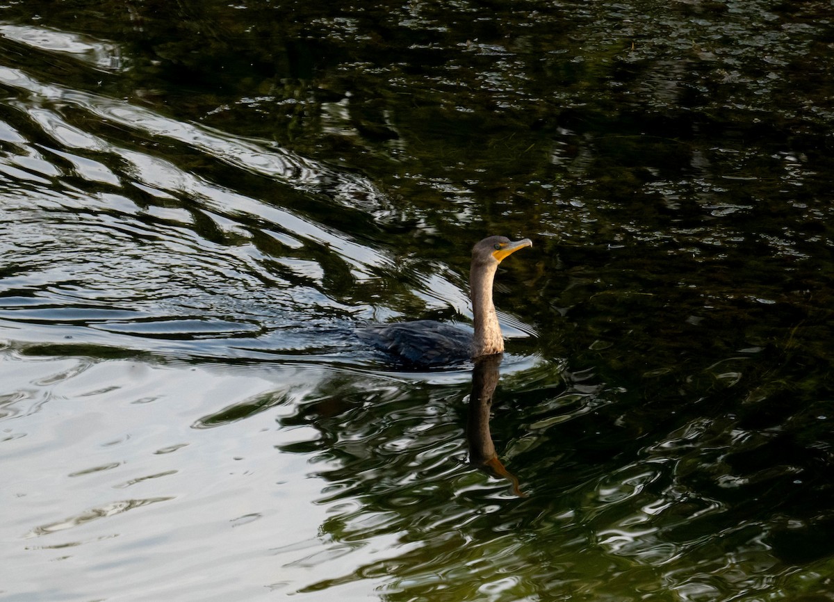 Double-crested Cormorant - ML646116961
