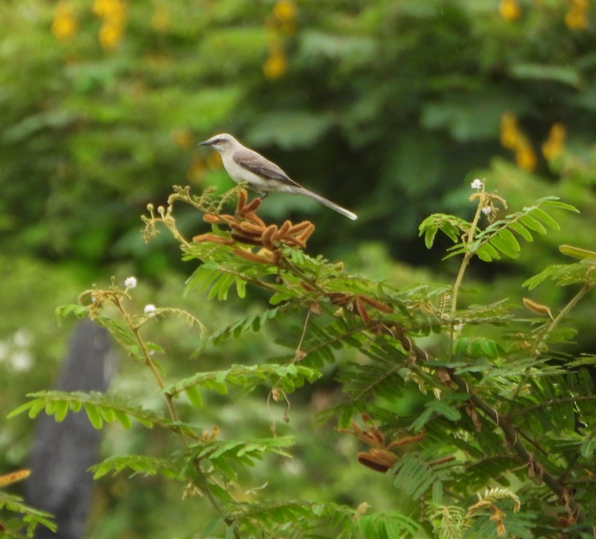 Tropical Mockingbird - ML646116963