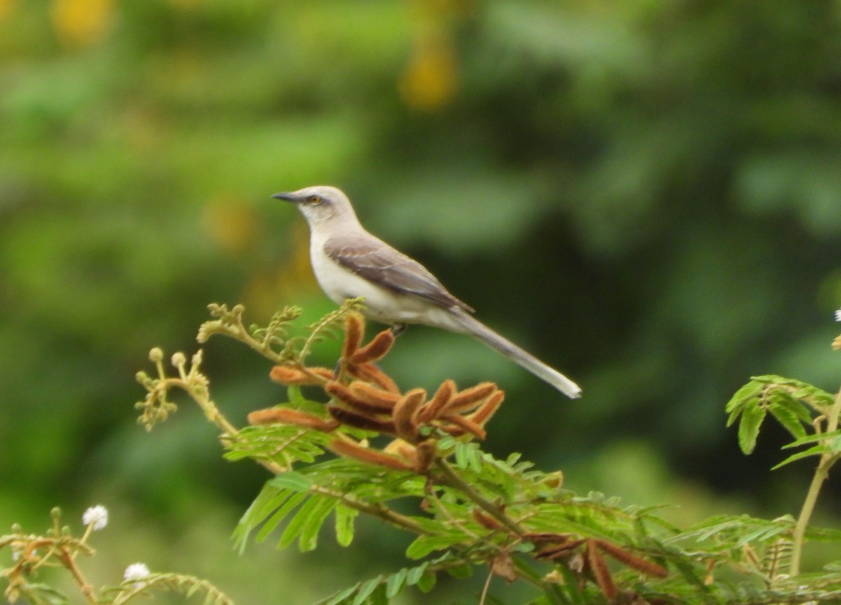 Tropical Mockingbird - ML646116964