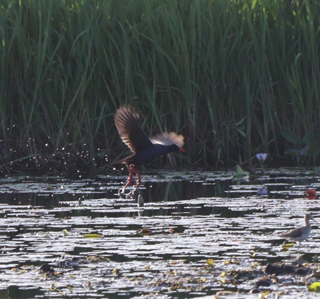 Allen's Gallinule - ML646116965