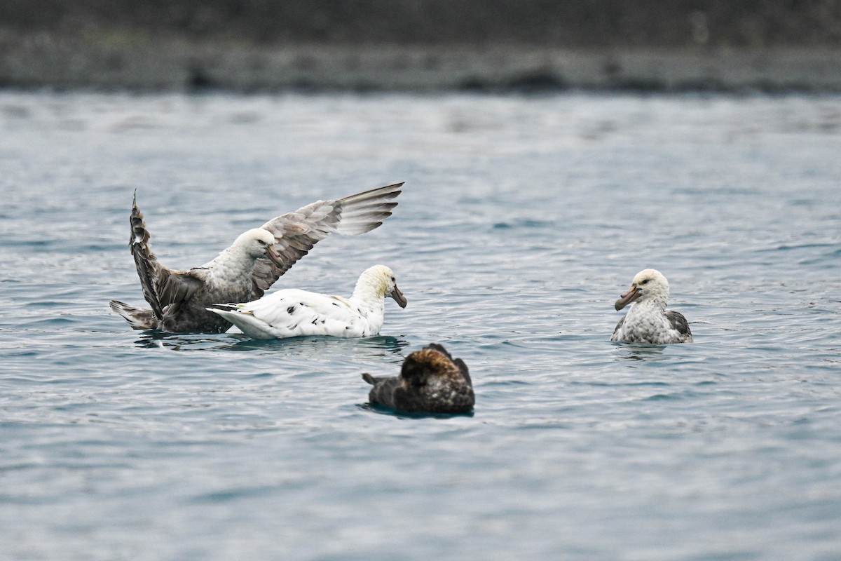 Southern Giant-Petrel - ML646116966