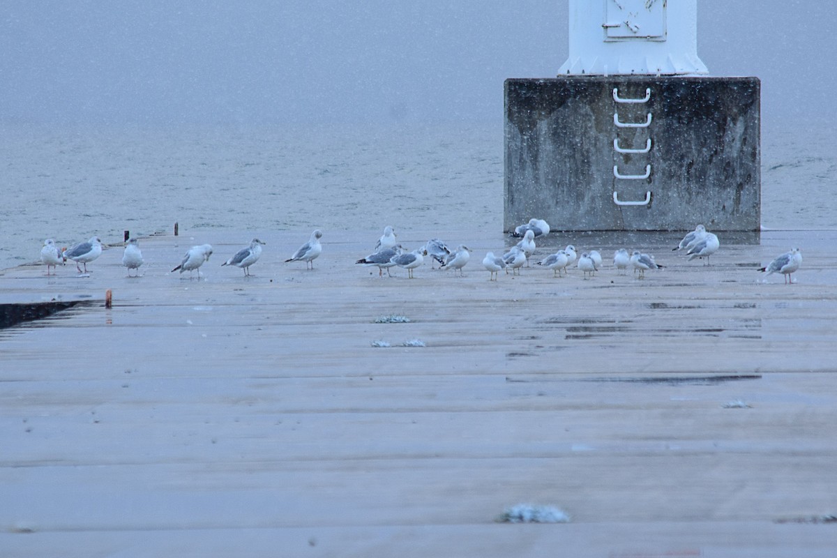 Ring-billed Gull - ML646116967