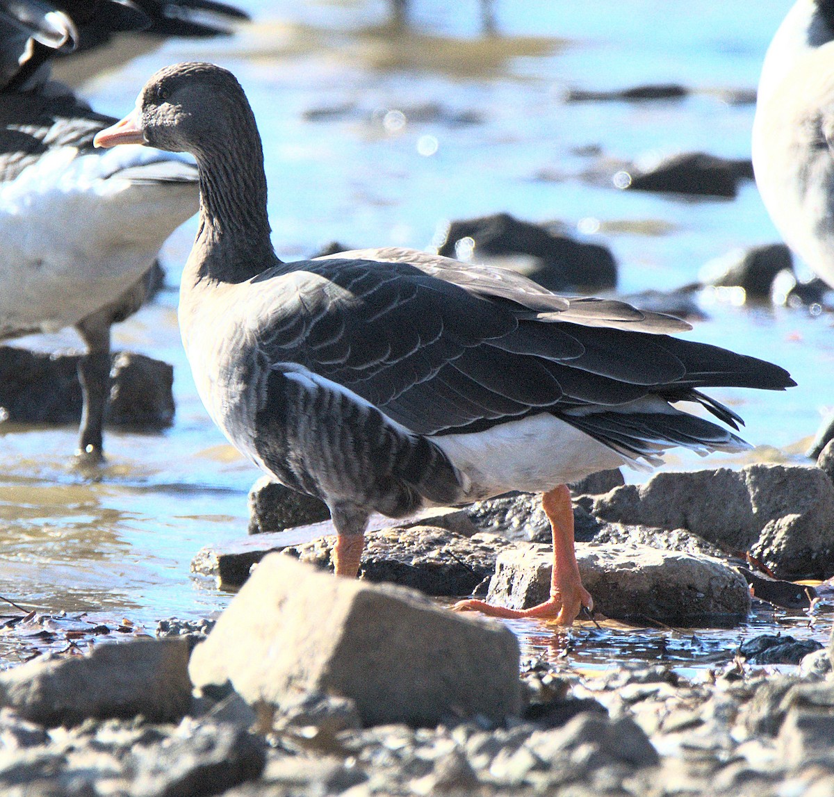 Greater White-fronted Goose - ML646116969