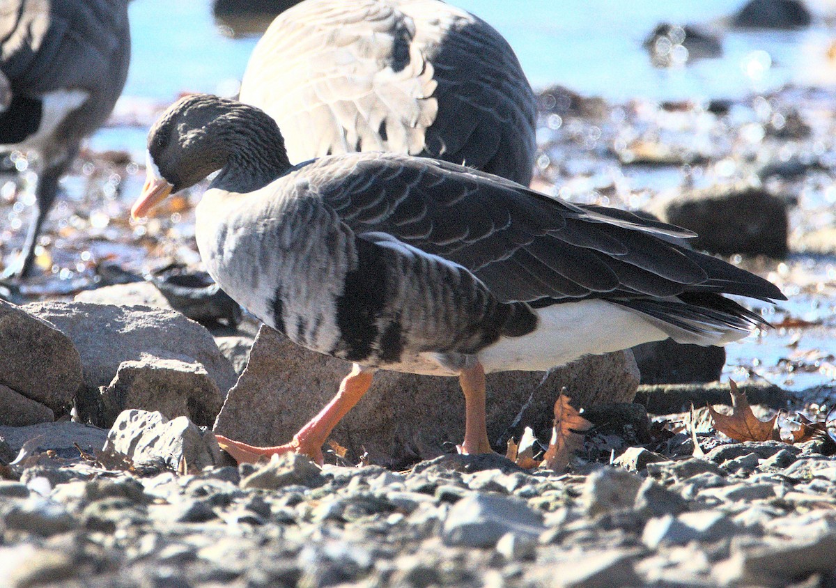 Greater White-fronted Goose - ML646116970