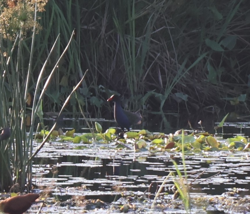 Allen's Gallinule - ML646116971