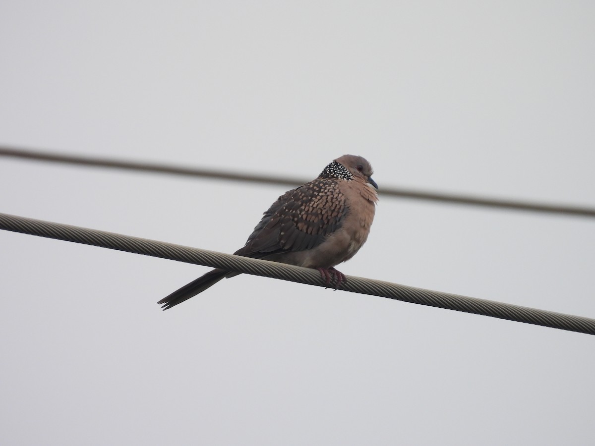 Spotted Dove - ML646116973