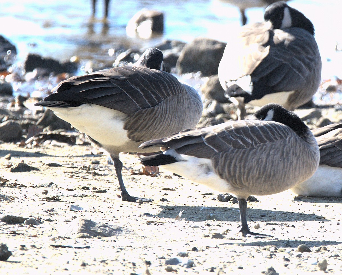 Казарка мала - ML646116974