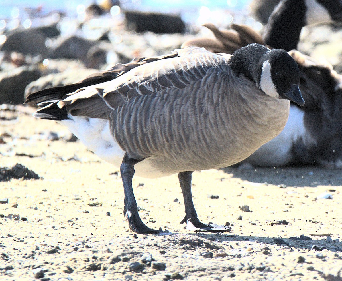 Казарка мала - ML646116975