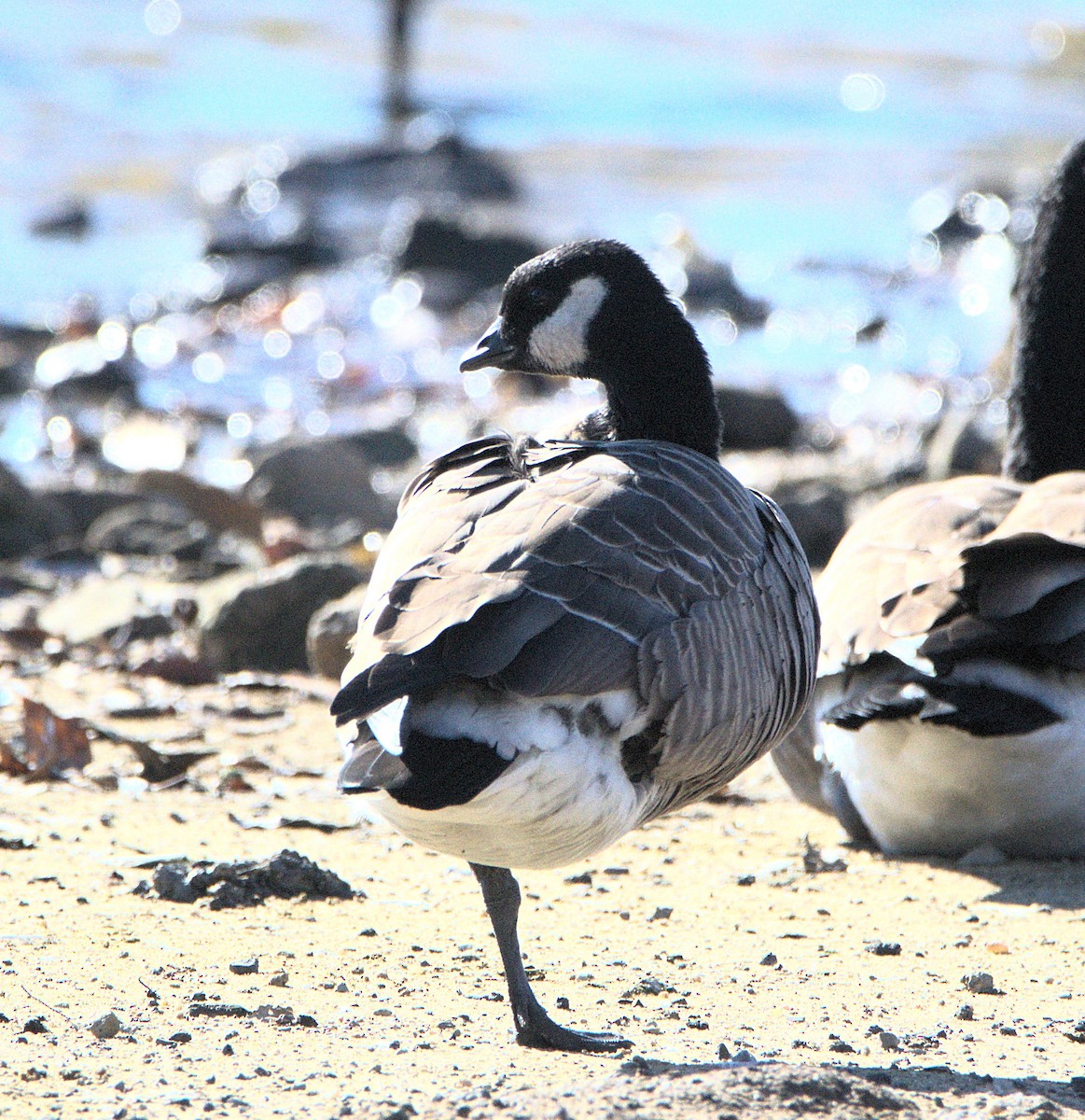 Казарка мала - ML646116976