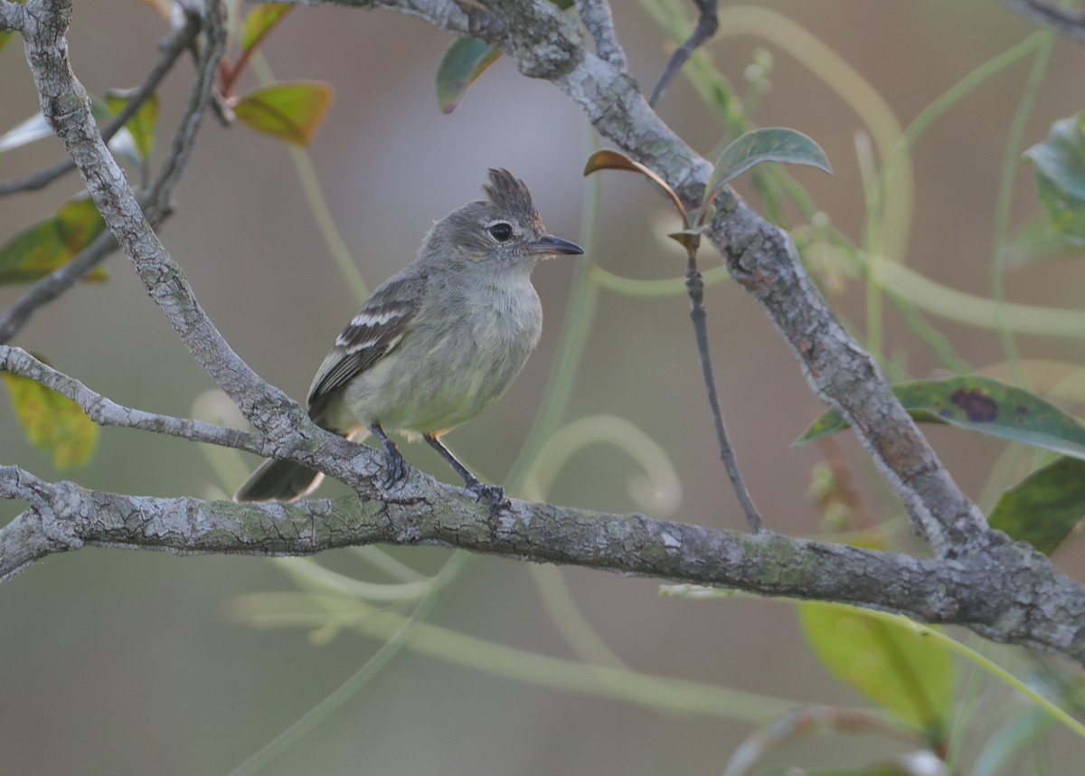 Plain-crested Elaenia - ML646116983