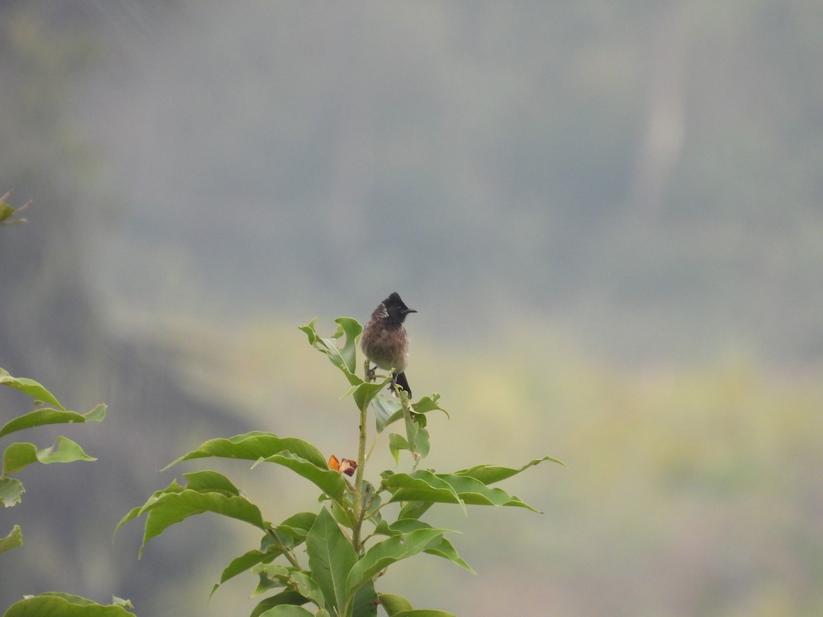 Red-vented Bulbul - ML646116984