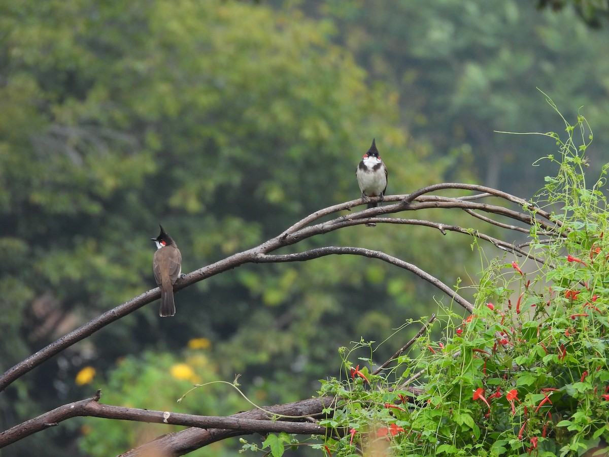 Red-whiskered Bulbul - ML646116987