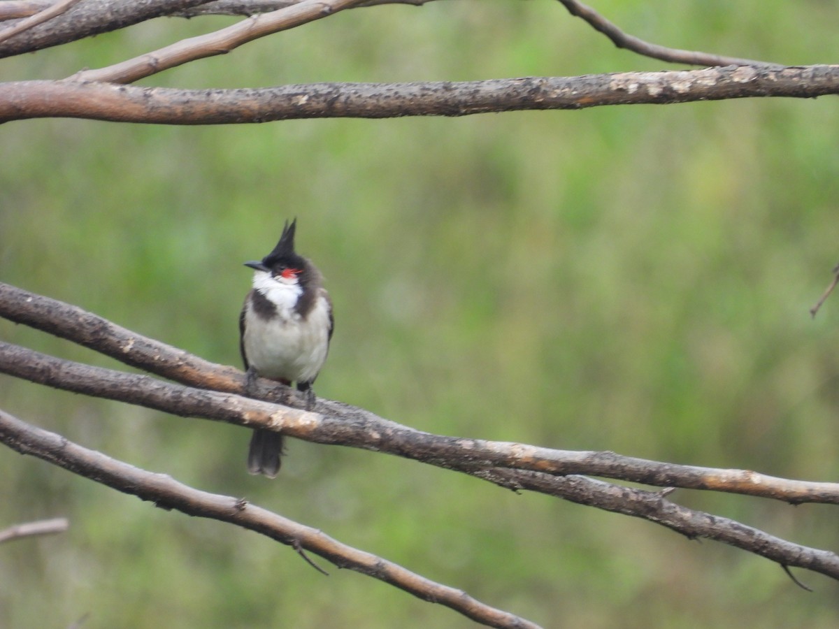 Red-whiskered Bulbul - ML646116992