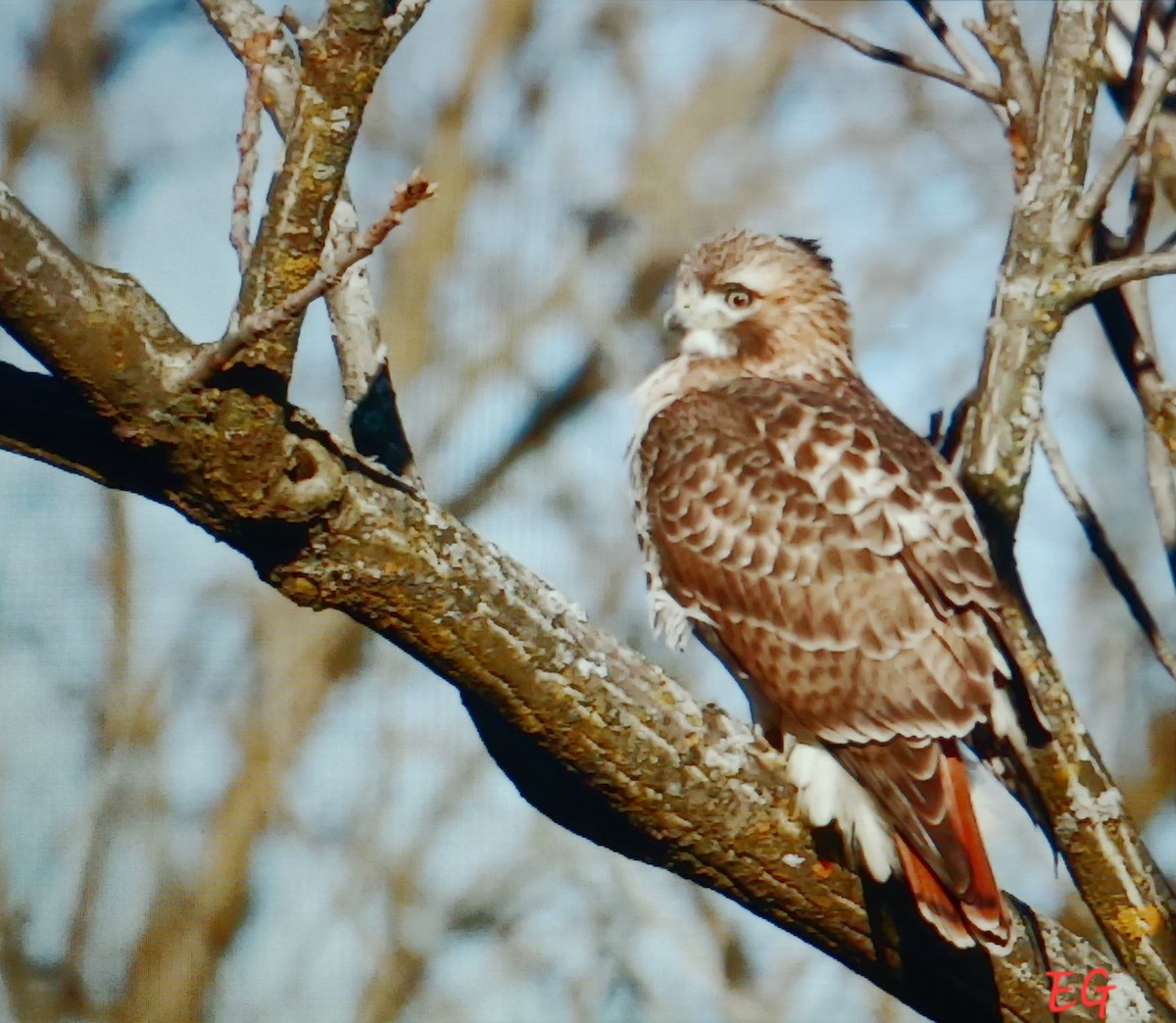Red-tailed Hawk - ML646117000
