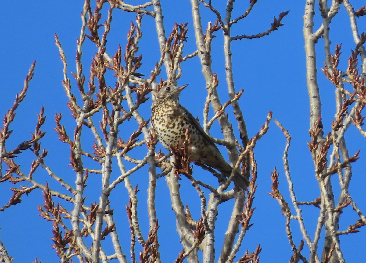 槲鶇 - ML646117011