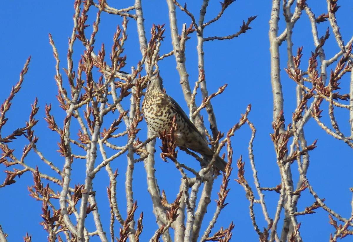 槲鶇 - ML646117012