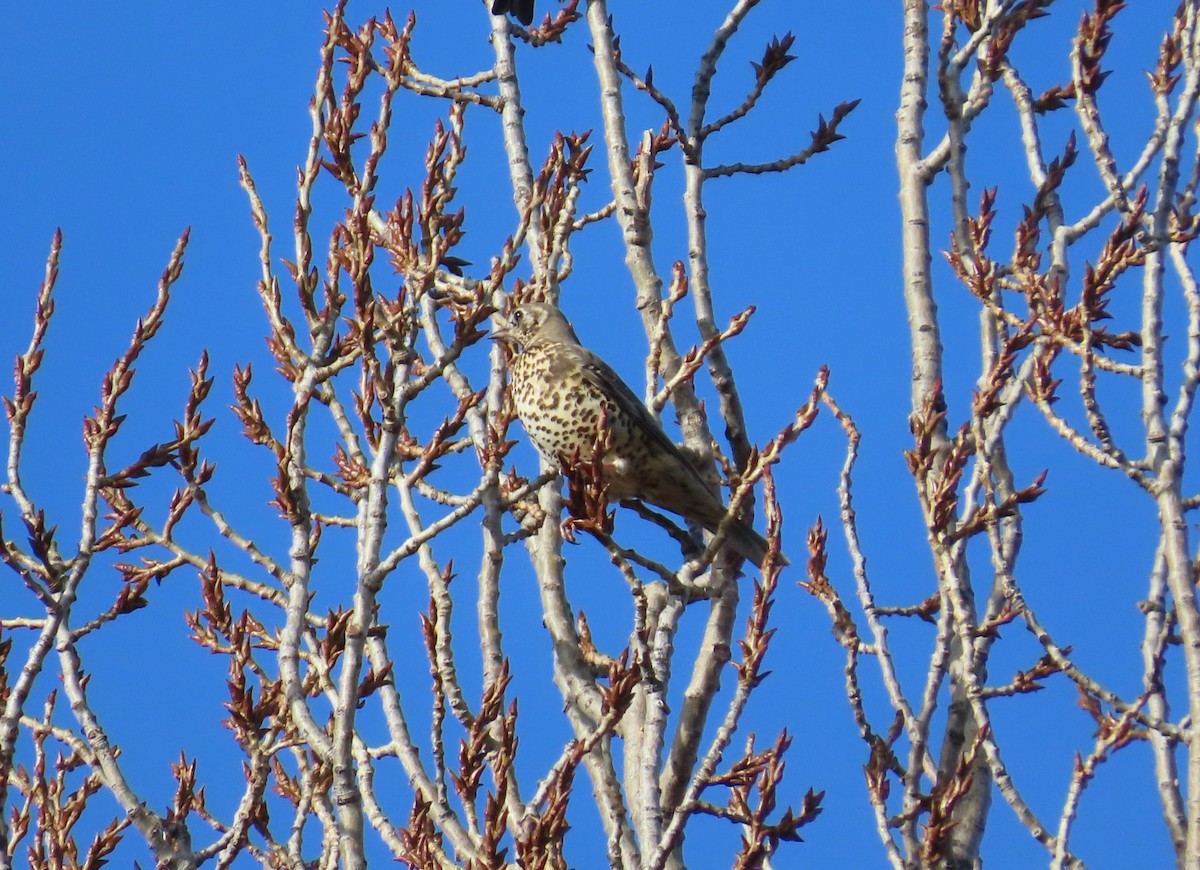 槲鶇 - ML646117013