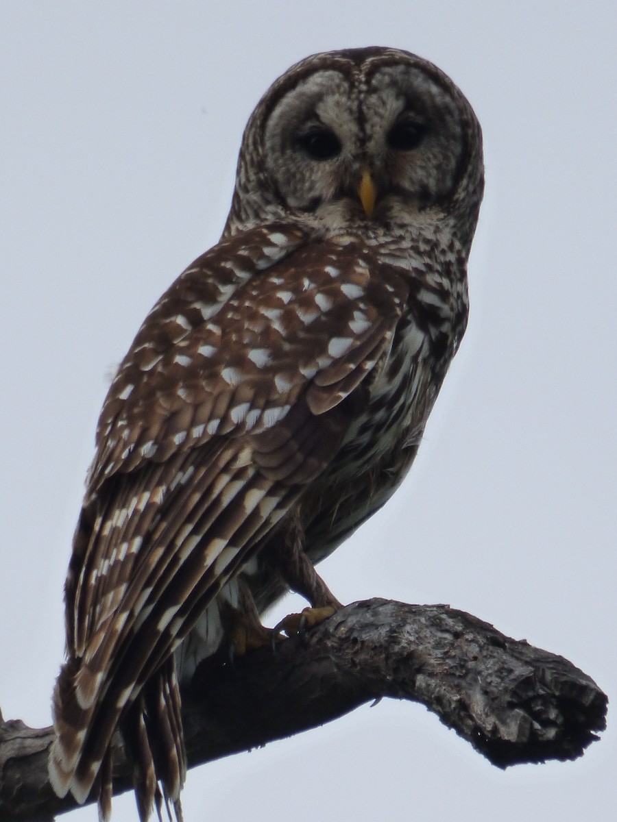 høvdingugle - ML646117014