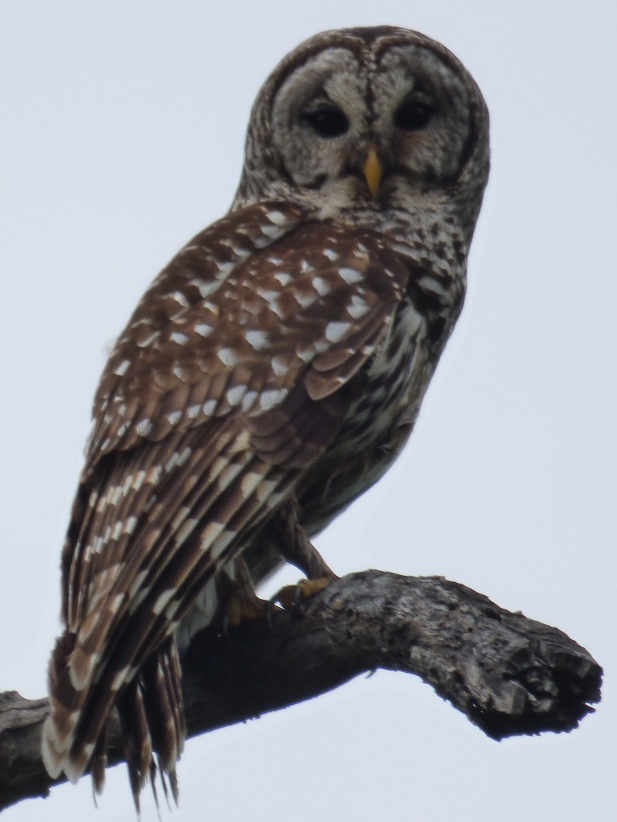 høvdingugle - ML646117015