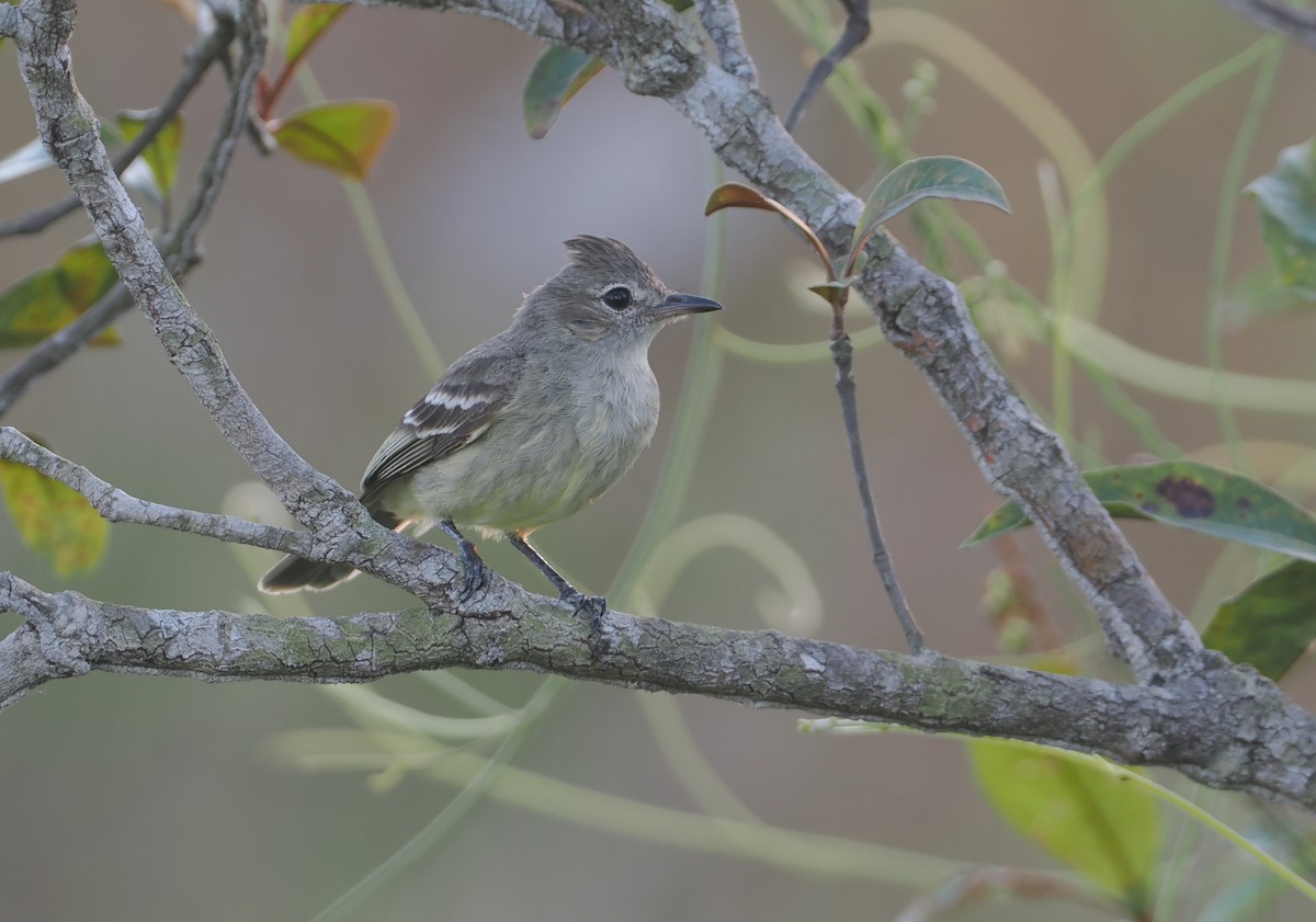 Plain-crested Elaenia - ML646117016