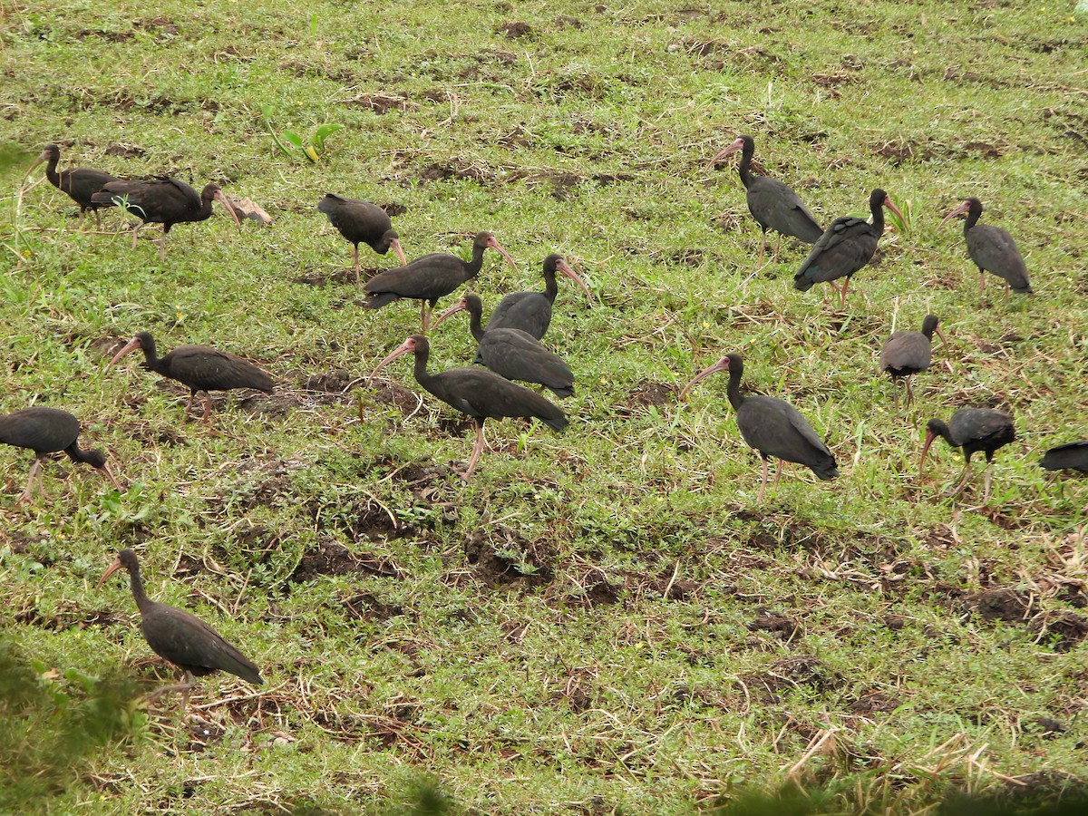 Ibis Afeitado - ML646117019