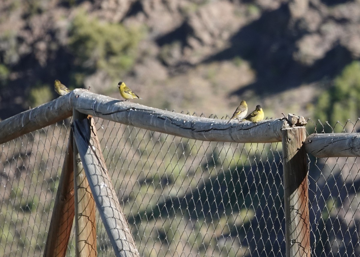 čížek vousatý - ML646117020