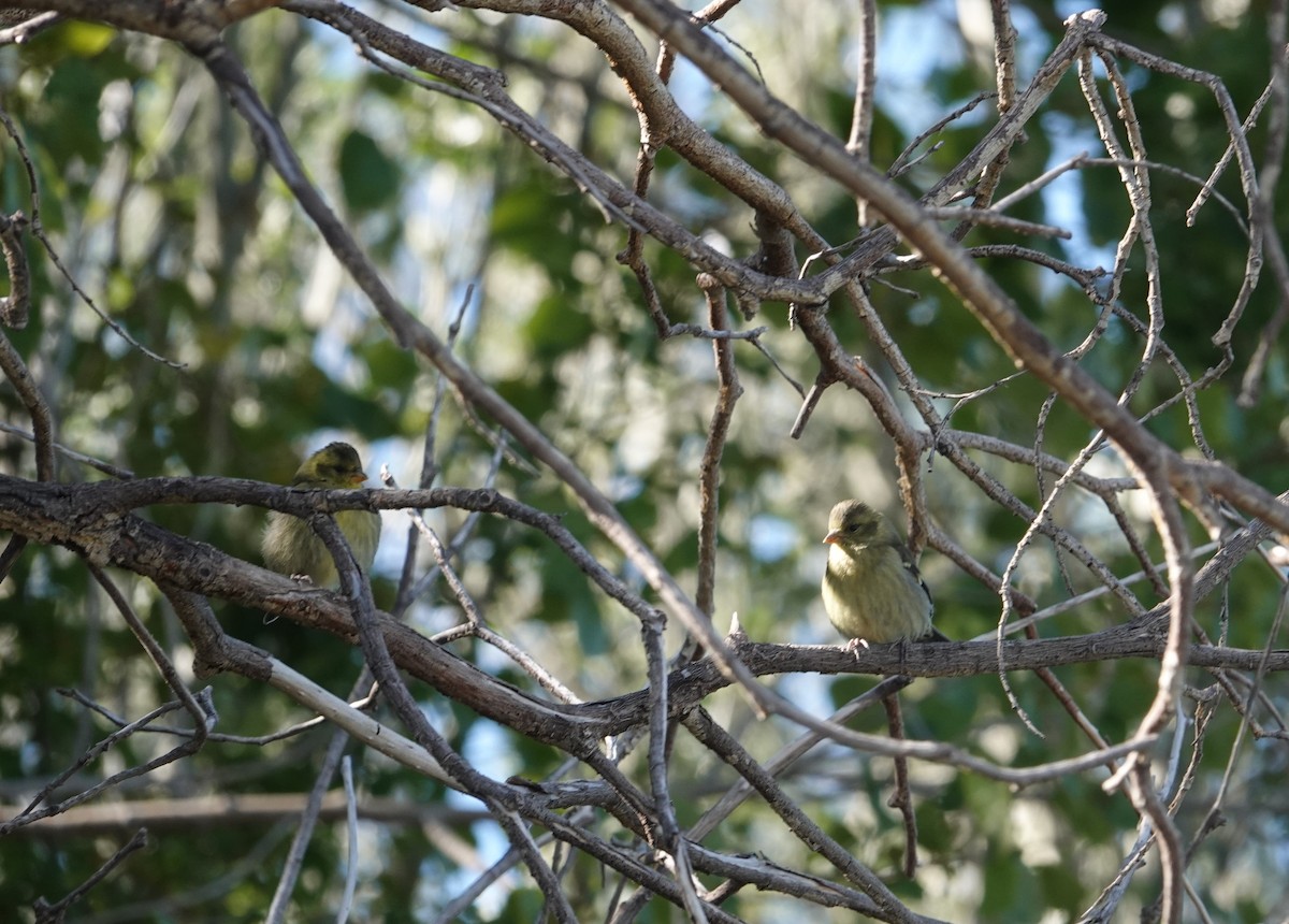 čížek vousatý - ML646117021