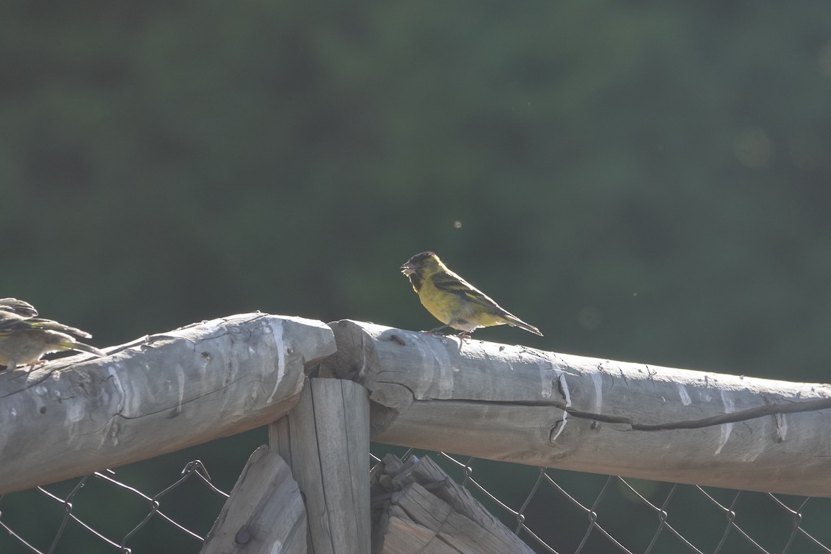 čížek vousatý - ML646117022