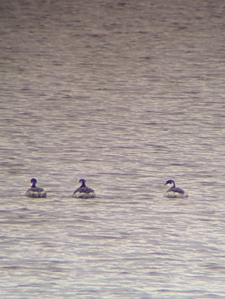 Horned Grebe - ML646117023