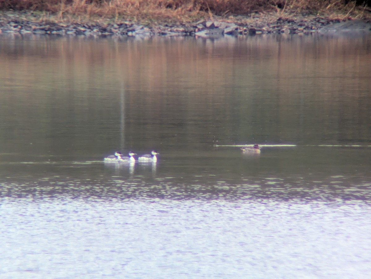 Horned Grebe - ML646117024