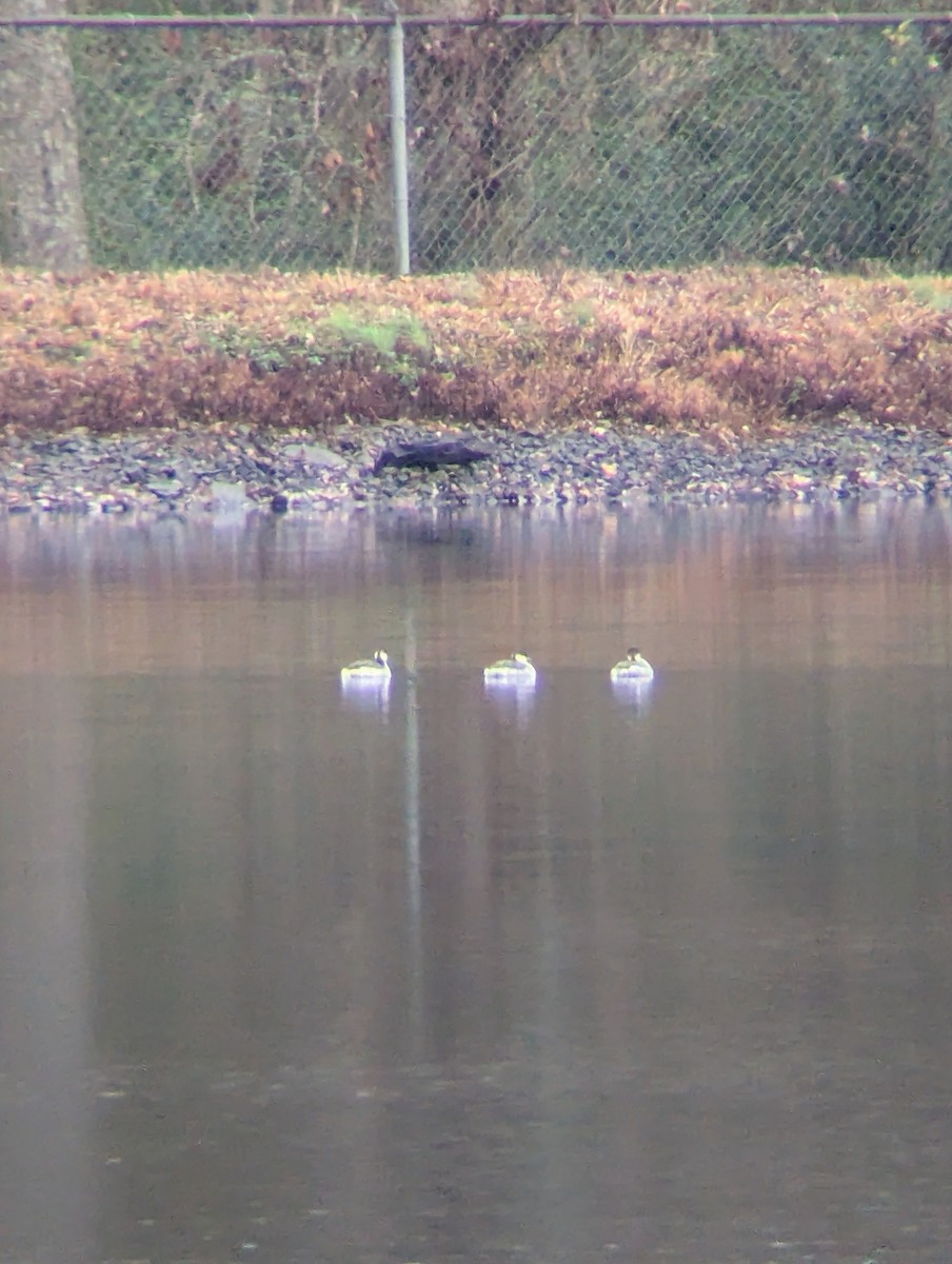 Horned Grebe - ML646117025