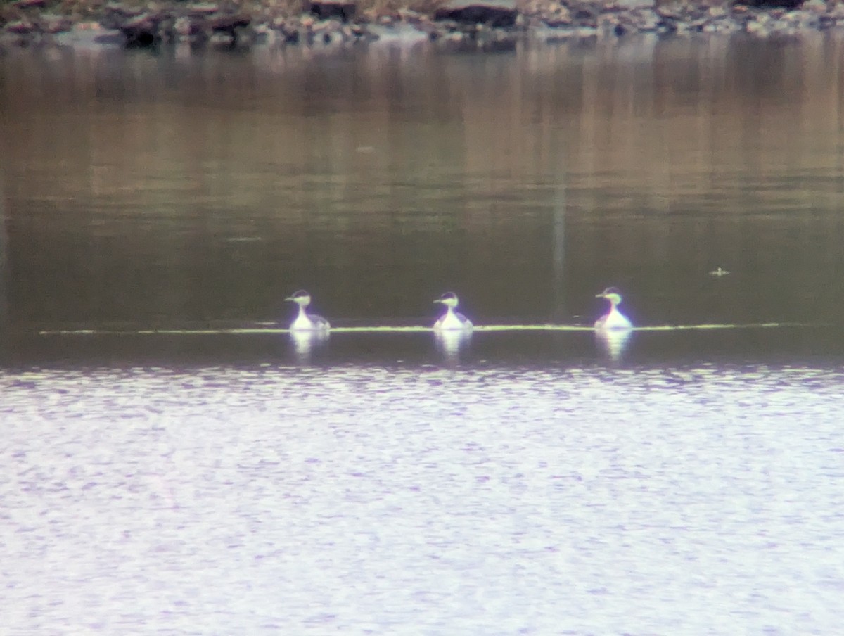 Horned Grebe - ML646117026